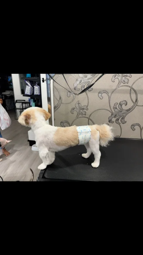 Photo 2 of Pawsperity Boutique