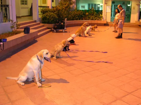 Photo 2 of Perfect K9