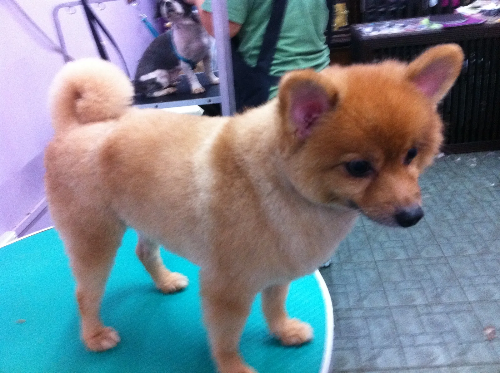 Photo 1 of PERFECT PAWS