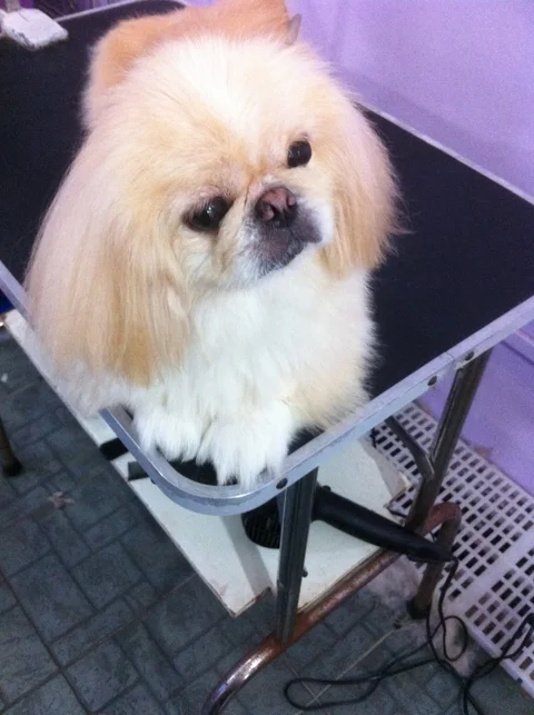 Photo 2 of PERFECT PAWS
