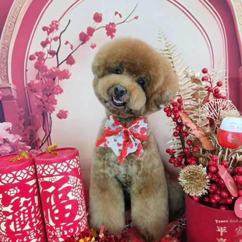 Photo 2 of Pet Autumn