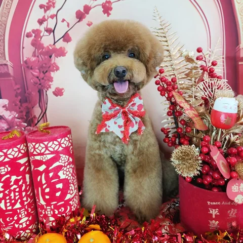 Photo 3 of Pet Autumn