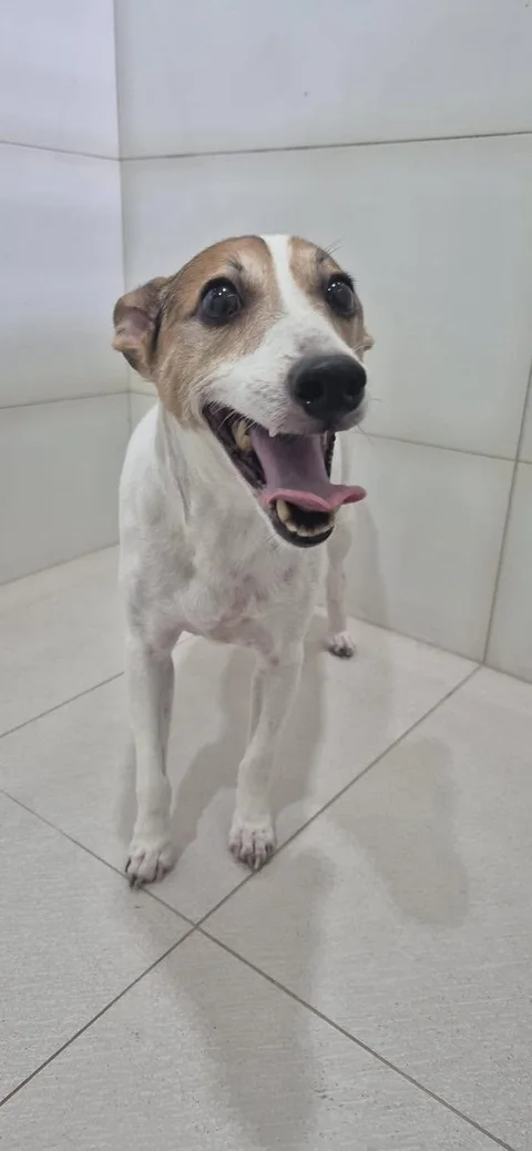 Photo 3 of Pet Boarding Centre