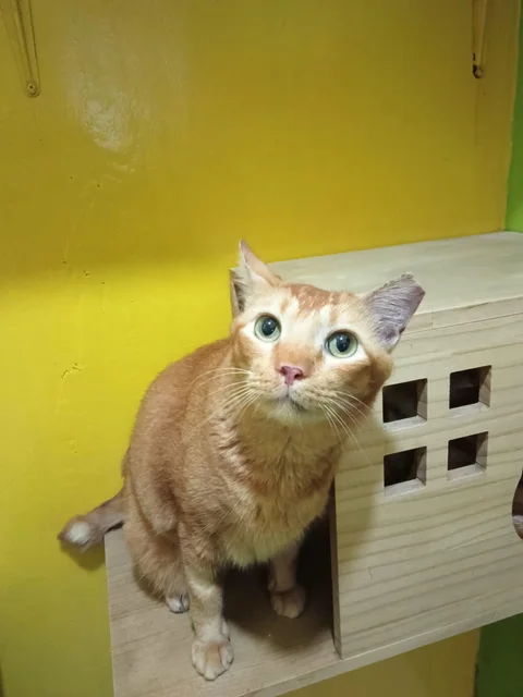 Photo 2 of Pet Boarding Centre