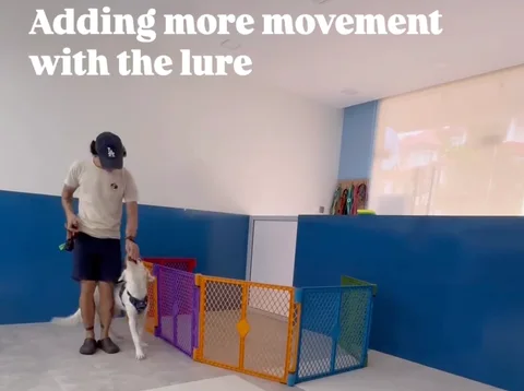 Photo 3 of Pet Coach SG