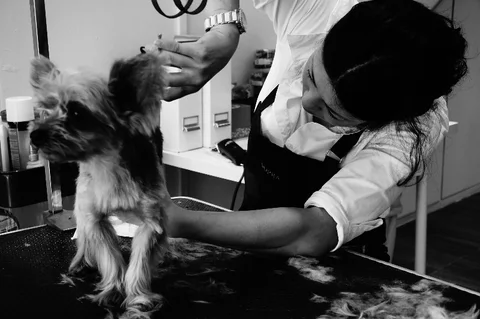 Photo 3 of Pet Grooming / SOPRA GINZA Singapore Bukit Timah