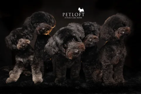 Photo 2 of Pet Loft