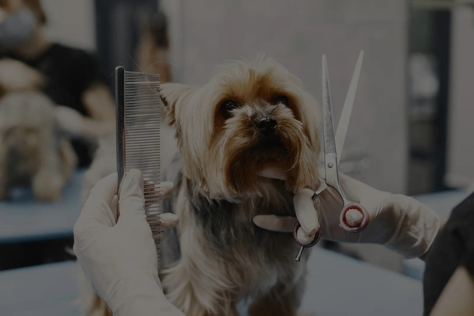 Photo 1 of Pet Perfect Groomers