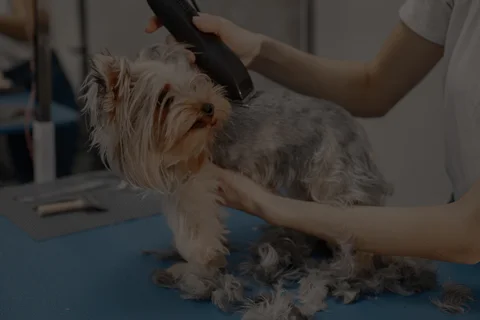 Photo 3 of Pet Perfect Groomers