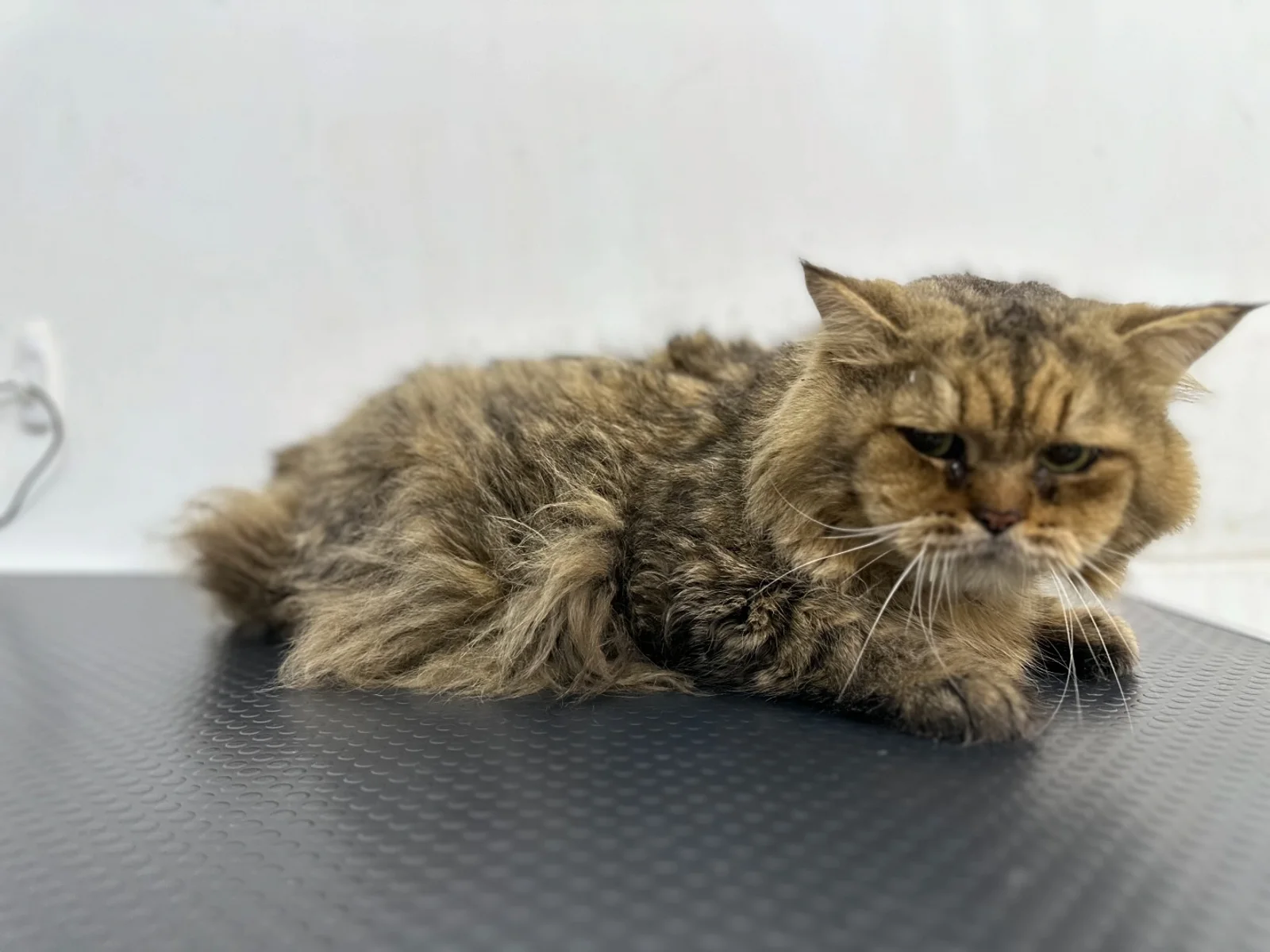 Photo 1 of Pet's Galaxy Pte. Ltd. - Cat Grooming Specialist