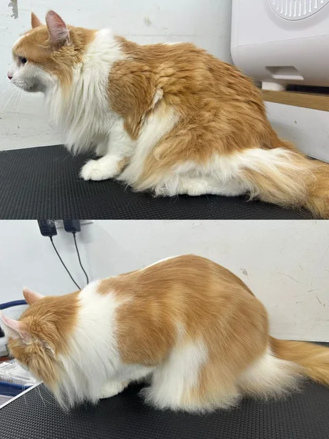 Photo 3 of Pet's Galaxy Pte. Ltd. - Cat Grooming Specialist