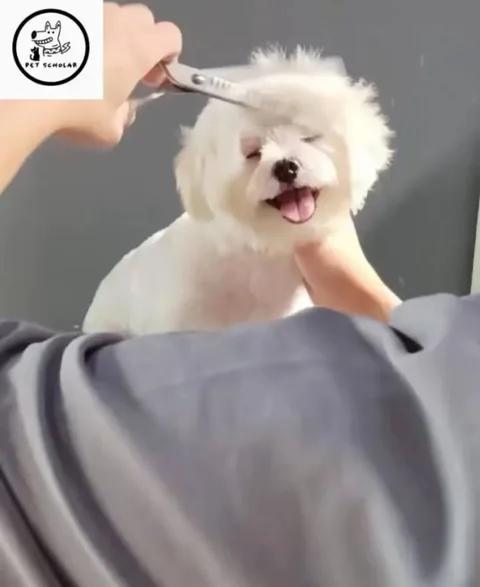 Photo 2 of PET SCHOLAR - PET GROOMING