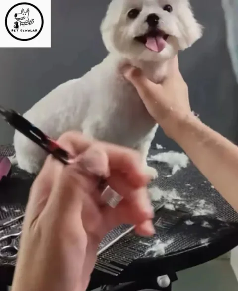 Photo 3 of PET SCHOLAR - PET GROOMING