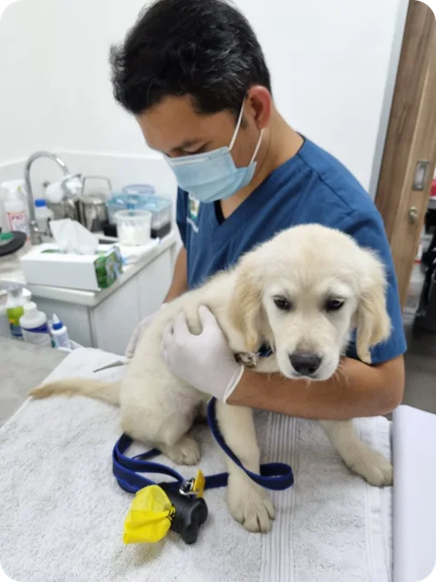 Photo 3 of Pets Avenue Veterinary Clinic (River Valley)