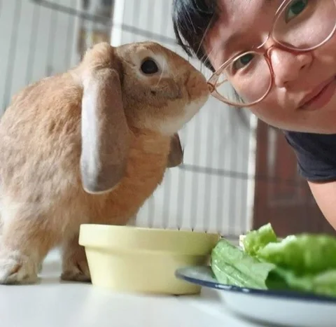 Photo 2 of Pets Hideout Rabbit Boarding & Grooming