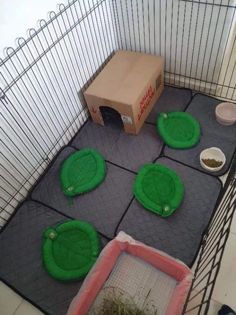 Photo 3 of Pets Hideout Rabbit Boarding & Grooming