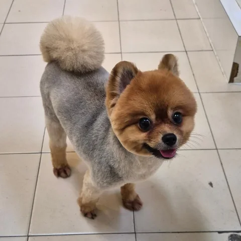 Photo 2 of PetsCraft