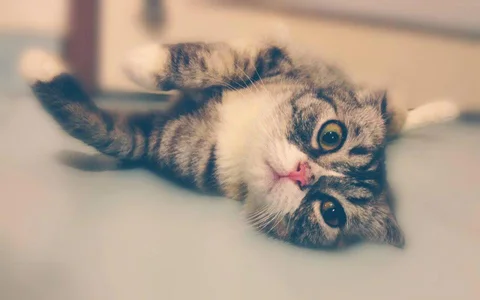 Photo 3 of PURR n' WOOF