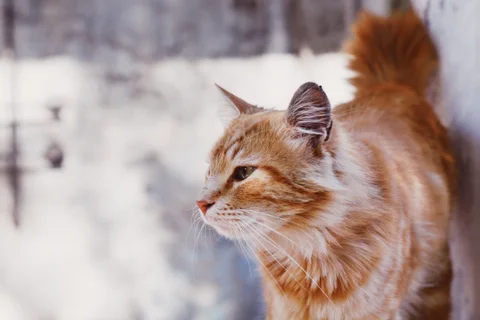 Photo 2 of Purrfect Meows