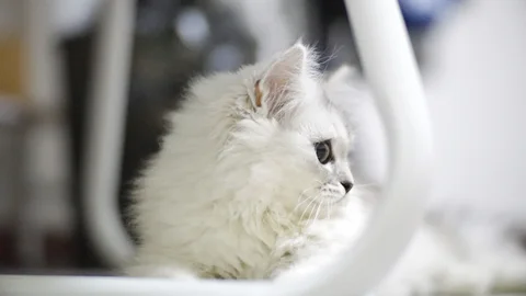 Photo 3 of Purrfect Meows