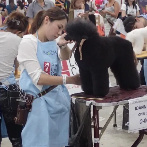 Photo 3 of Royal Pets Grooming Academy