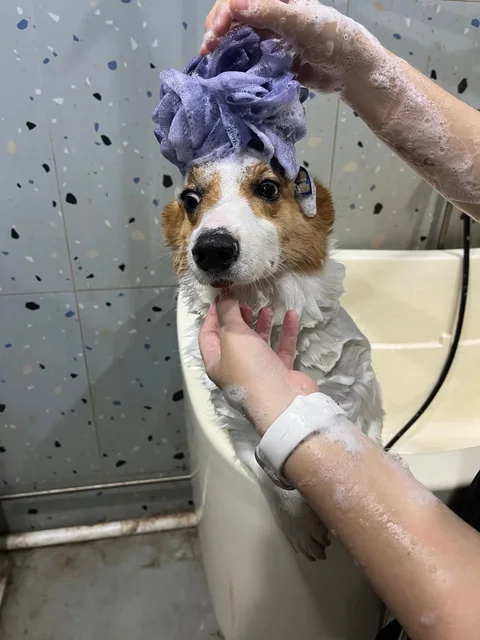 Photo 3 of Ruff Cuts