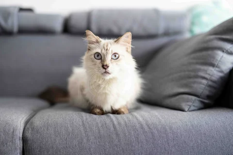 Photo 2 of Shangri-Paw Cat Hotel