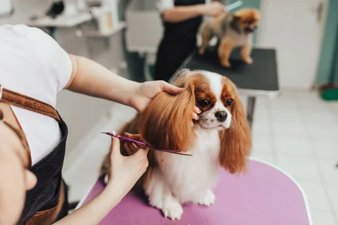 Photo 2 of Suds & Scissors Pet Parlour