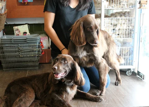 Photo 3 of Suds & Scissors Pet Parlour