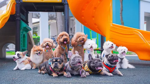 Photo 2 of Sunny Chong Dog Training School