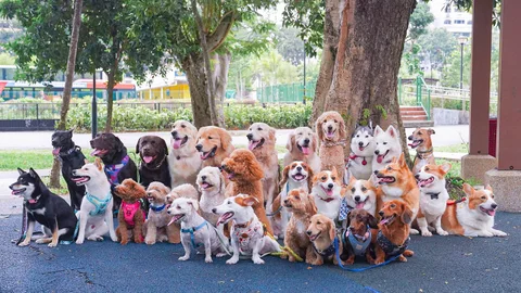 Photo 3 of Sunny Chong Dog Training School