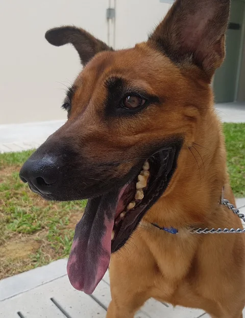 Photo 3 of Tara Pet Care