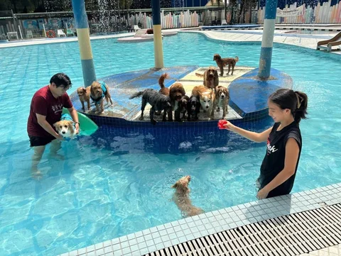 Photo 3 of The Animal Retreat Singapore