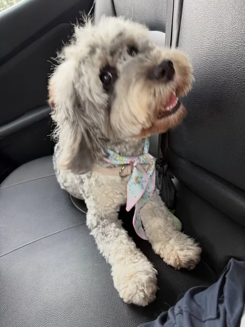 Photo 3 of The Blep Club (Bedok Reservoir)