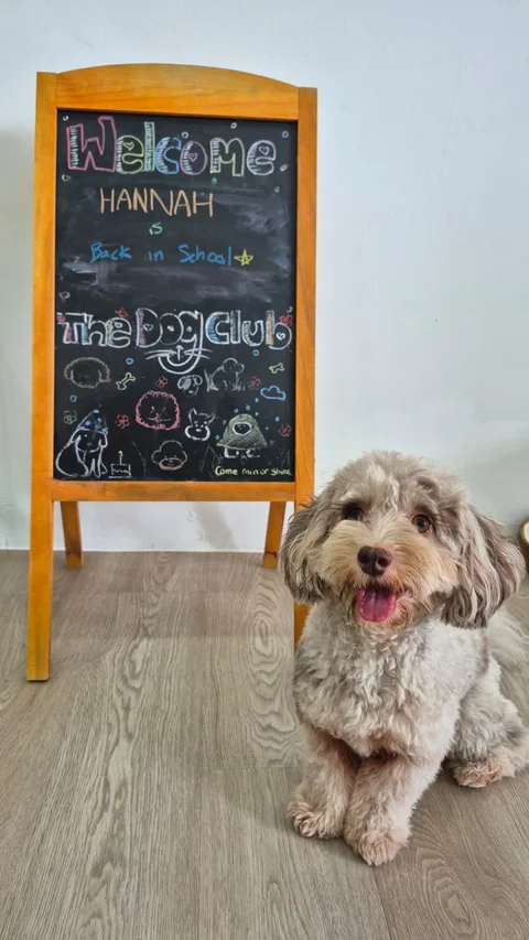 Photo 3 of The Dog Club