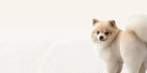Photo 2 of The Grooming Angels