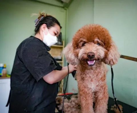 Photo 3 of The Grooming Table