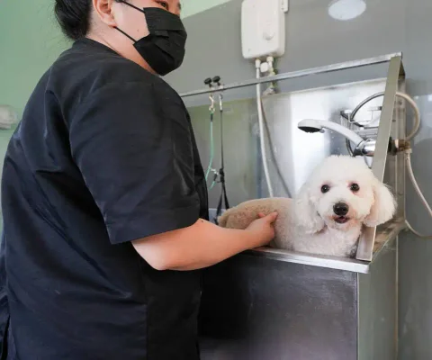 Photo 2 of The Grooming Table
