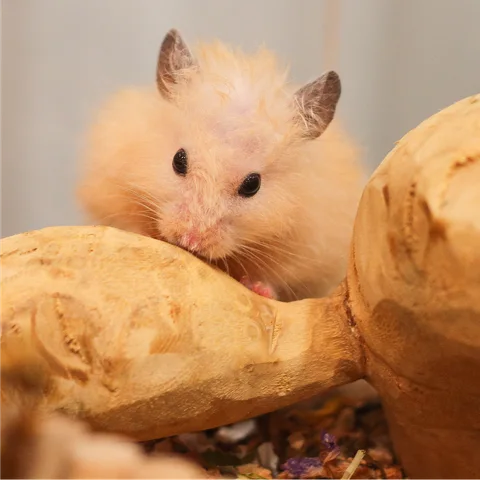 Photo 2 of The Hamster Hotel