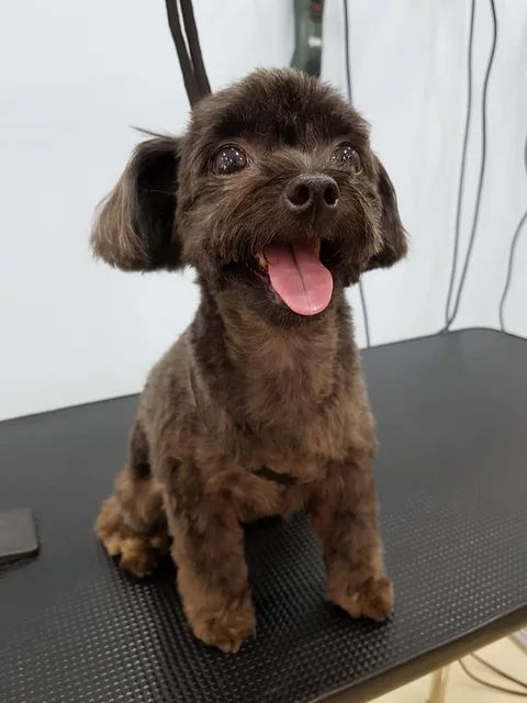 Photo 3 of The Pawfect Groom Pet Barber