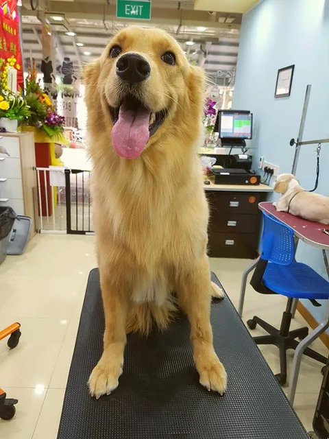 Photo 2 of The Pawfect Groom Pet Barber