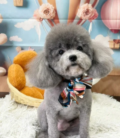 Photo 2 of The Pets Workshop (Telepark) - Cat Grooming / Academy in Tampines, Singapore