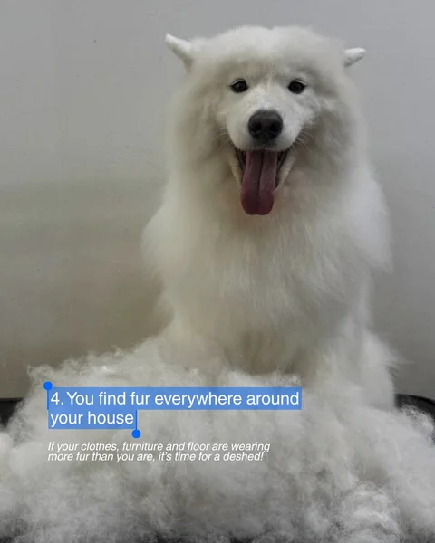 Photo 3 of The Weekend Groomers