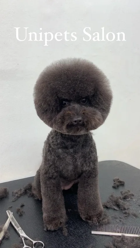 Photo 2 of Unipets Salon