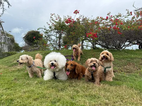 Photo 4 of Up For Paws