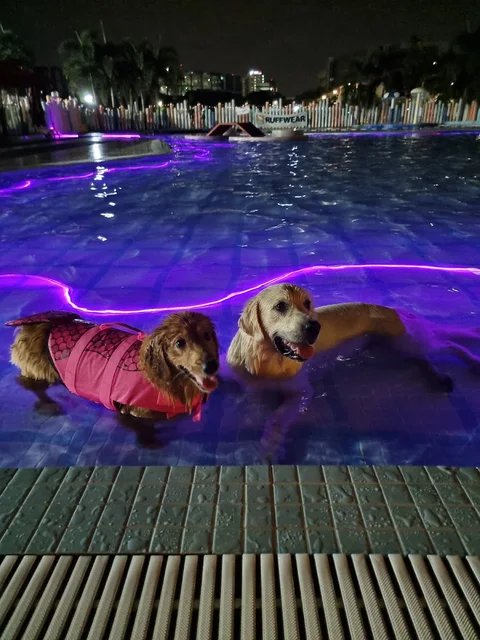Photo 3 of Wag & Wild