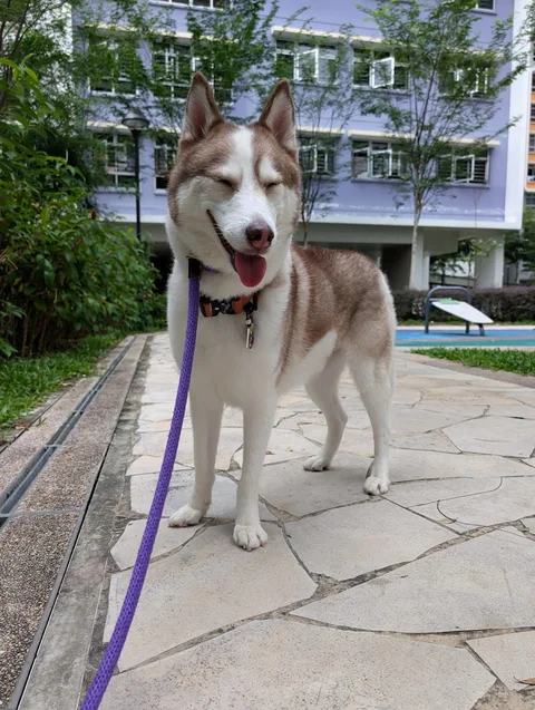 Photo 2 of Wags Singapore