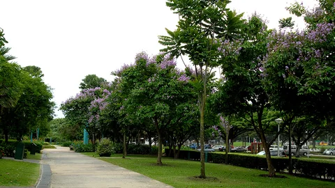 Photo 2 of West Coast Park Dog Run